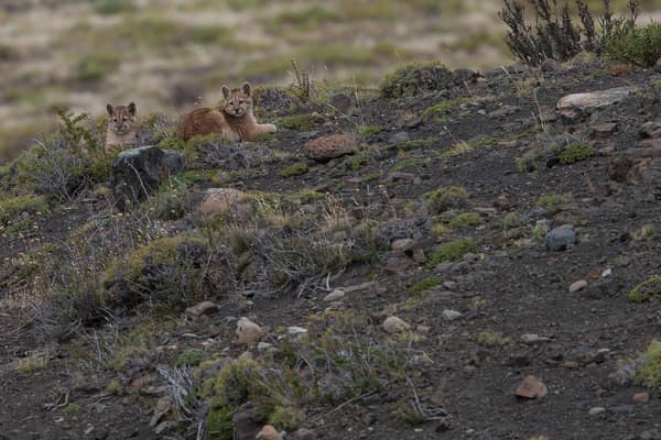 Two puma cubs watching from a rocky hillside