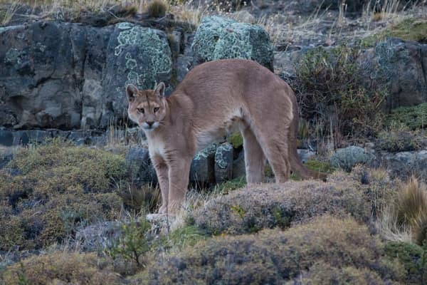 A puma on a lichen-covered rocky slope in Torres del Paine