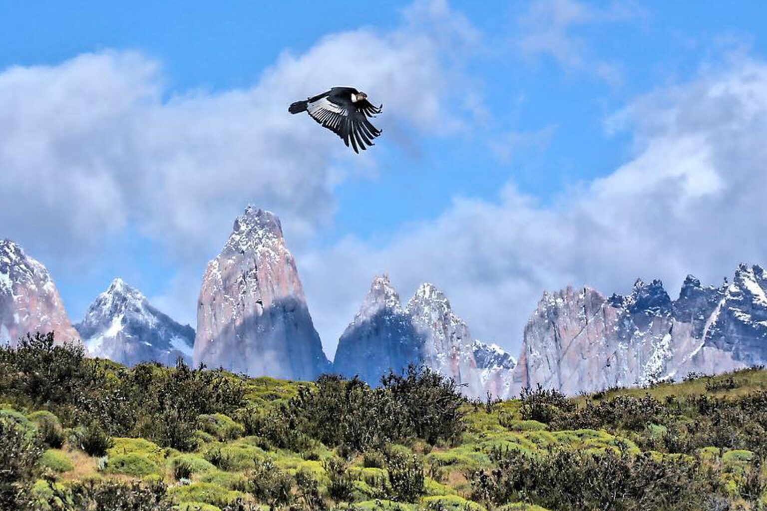 Wildlife of Chilean Patagonia, Chilean Patagonia (Torres del Paine, fjords and lakes)